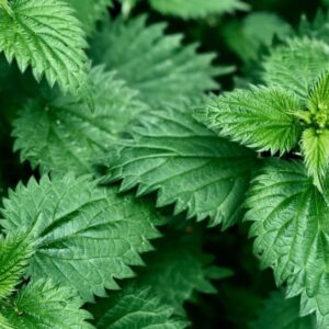 A picture of Stinging Nettle