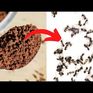 All You Need Is Instant Coffee To Keep Away Ants, Mosquitoes And Flies